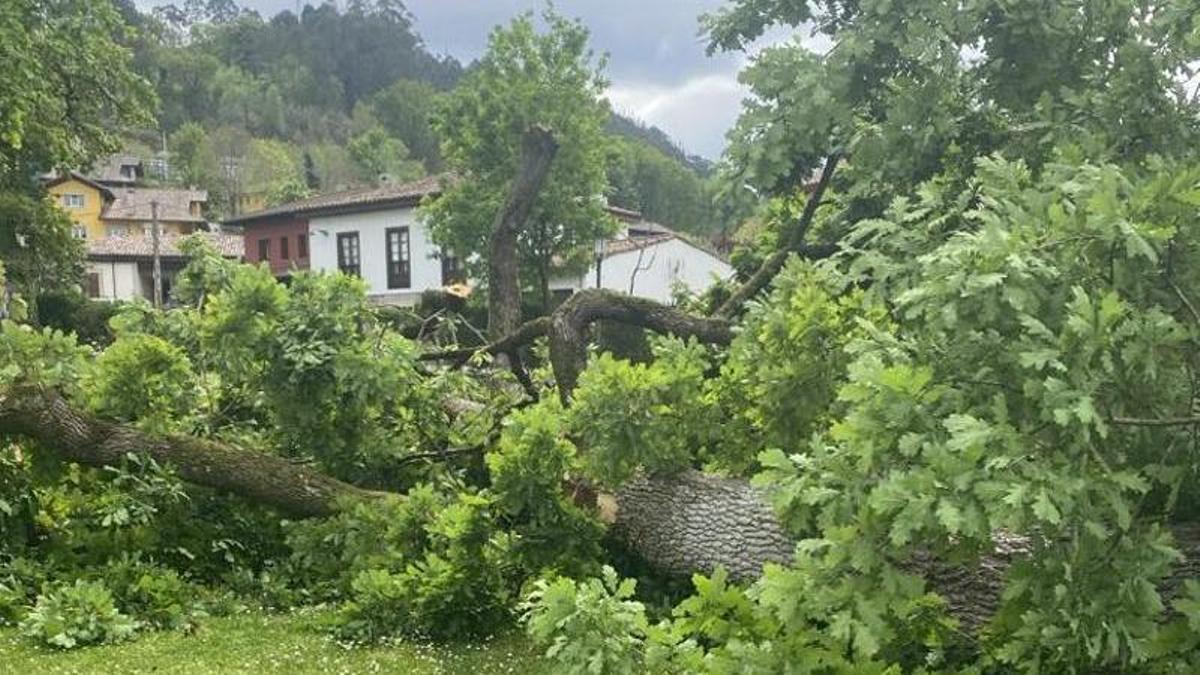 Árboles talados en el robledal de San Antoniu.