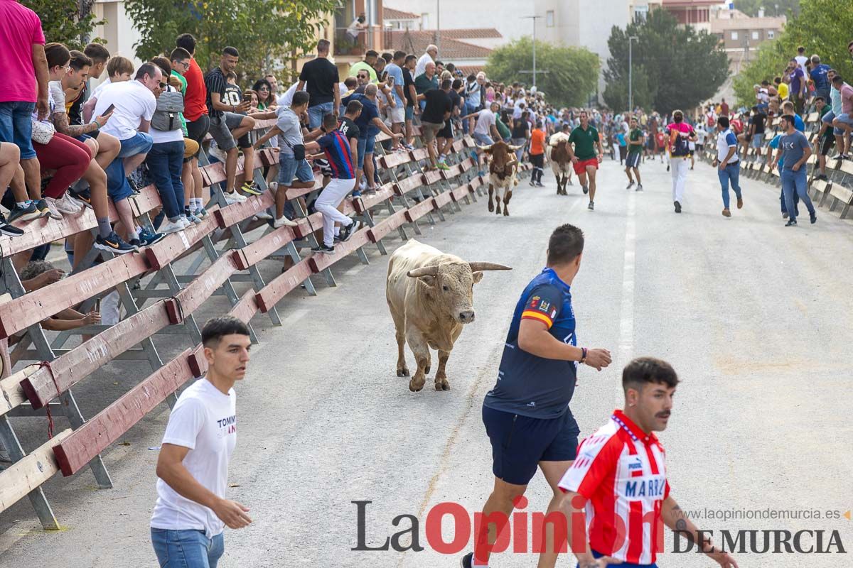 Segundo encierro de la Feria Taurina del Arroz en Calasparra