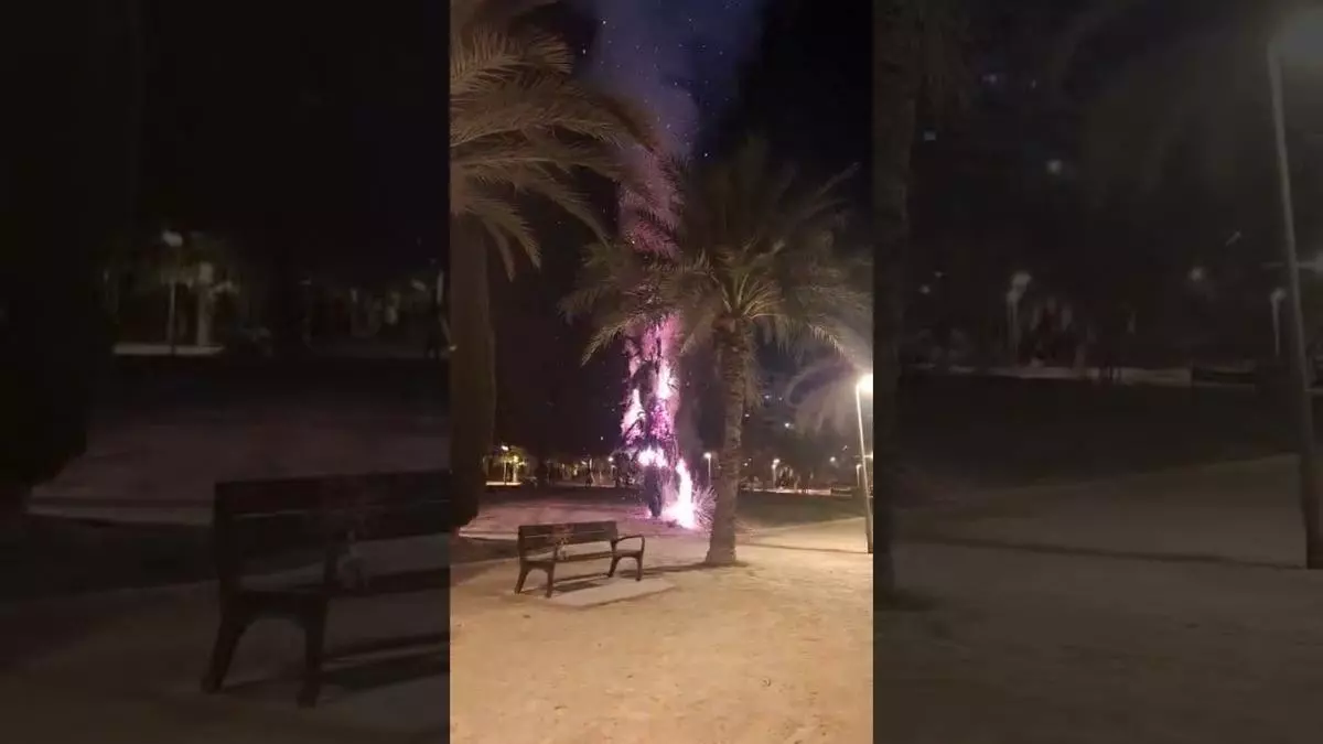 Arde un ciprés en el PAU 1 de Alicante, el segundo durante estas Hogueras