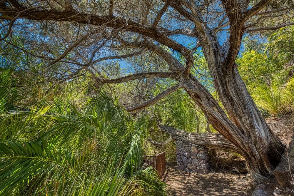 El Cabildo cataloga 85 árboles de Gran Canaria como singulares