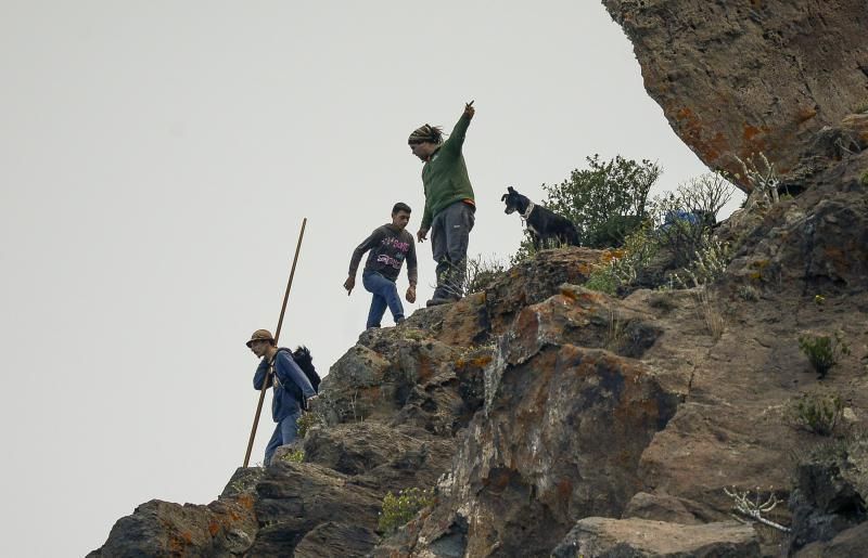 26/05/2018 TASARTICO, ALDEA DE SAN NICOLAS.  Apañada de cabras en la zona de Güi Güi, organizada por el Cabildo de Gran Canaria y  con la colaboración de distintos colectivos. FOTO: J. PÉREZ CURBELO  | 26/05/2018 | Fotógrafo: José Pérez Curbelo