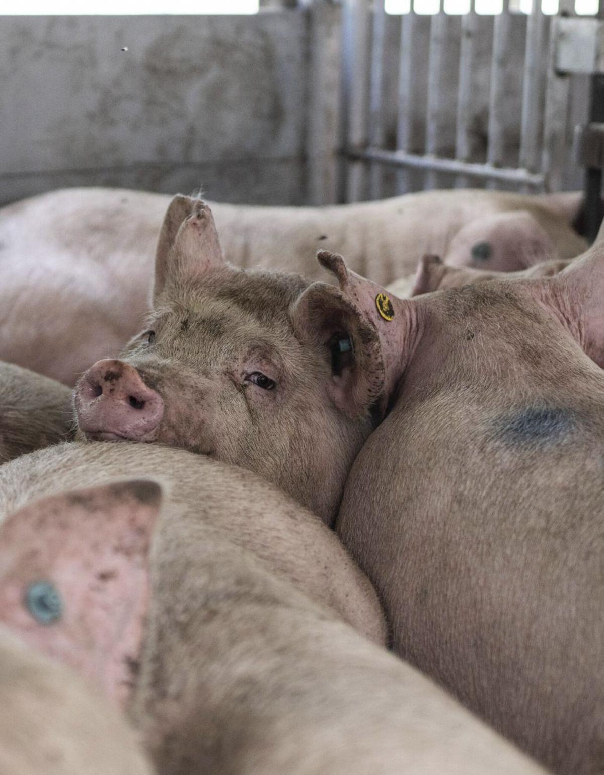 Les Filipines tornaran a importar carn de porc i embotit espanyol