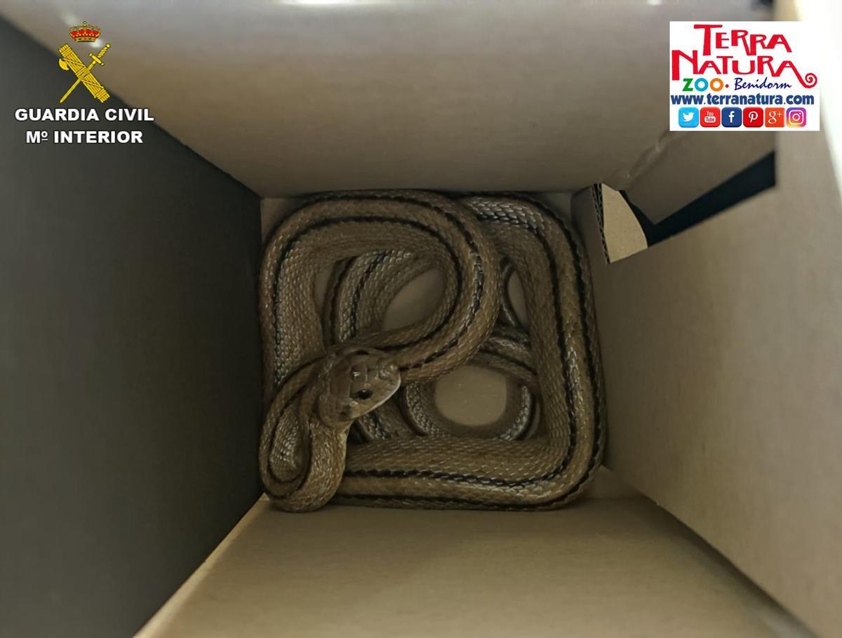 Serpiente abandonada en una caja en una calle de Alicante.