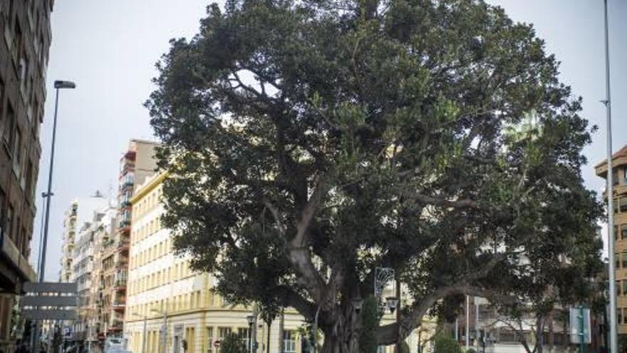 La avenida Enrique Gimeno flanqueada por árboles.