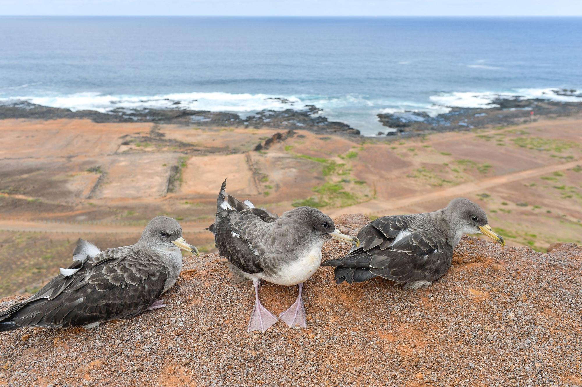 Suelta de pardelas en el mirador de Las Coloradas