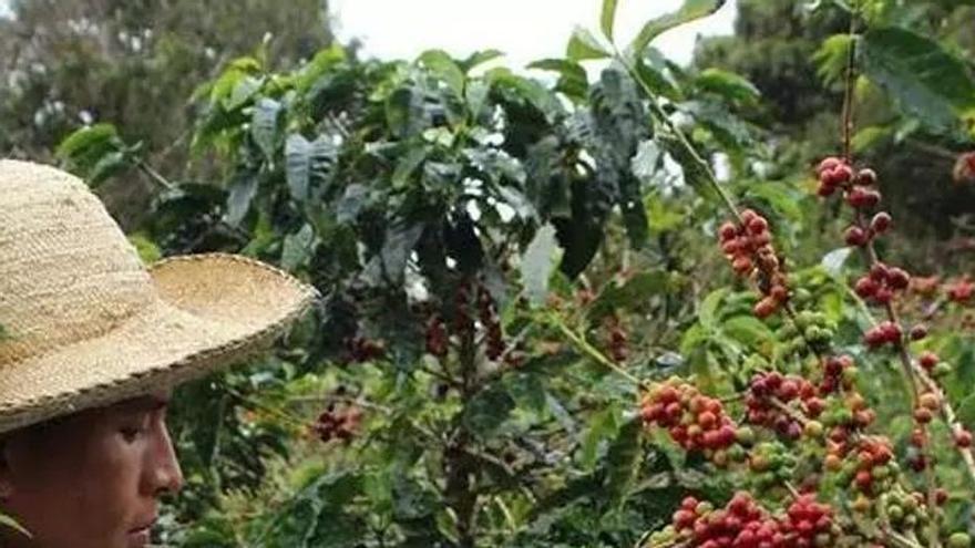 La producció mundial de cafè trontolla a Colòmbia