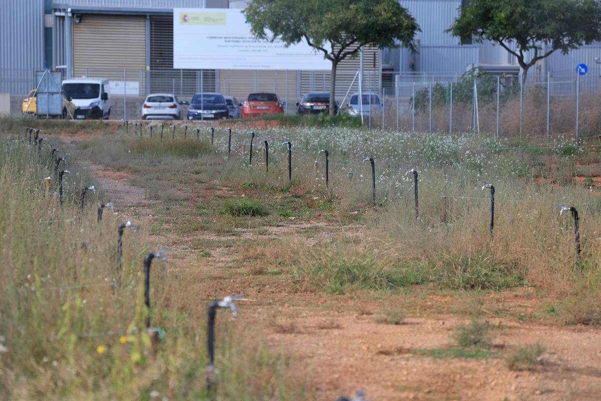 Huerto urbano en las inmediaciones del pabellón 'Ciutat de Castelló', aún en desuso.