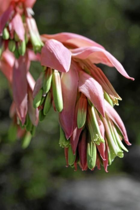 In Ariant blühen die mediterranen Pflanzen um die Wette. In dem von Heidi Gildemeister entworfenen Garten wird vieles den Launen der Natur und dem Zufall überlassen. Aber nicht alles.