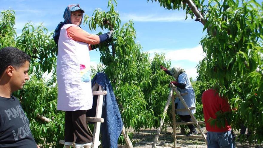 Varios jornaleros recolectan melocotones &#039;chatos&#039; en Cieza.