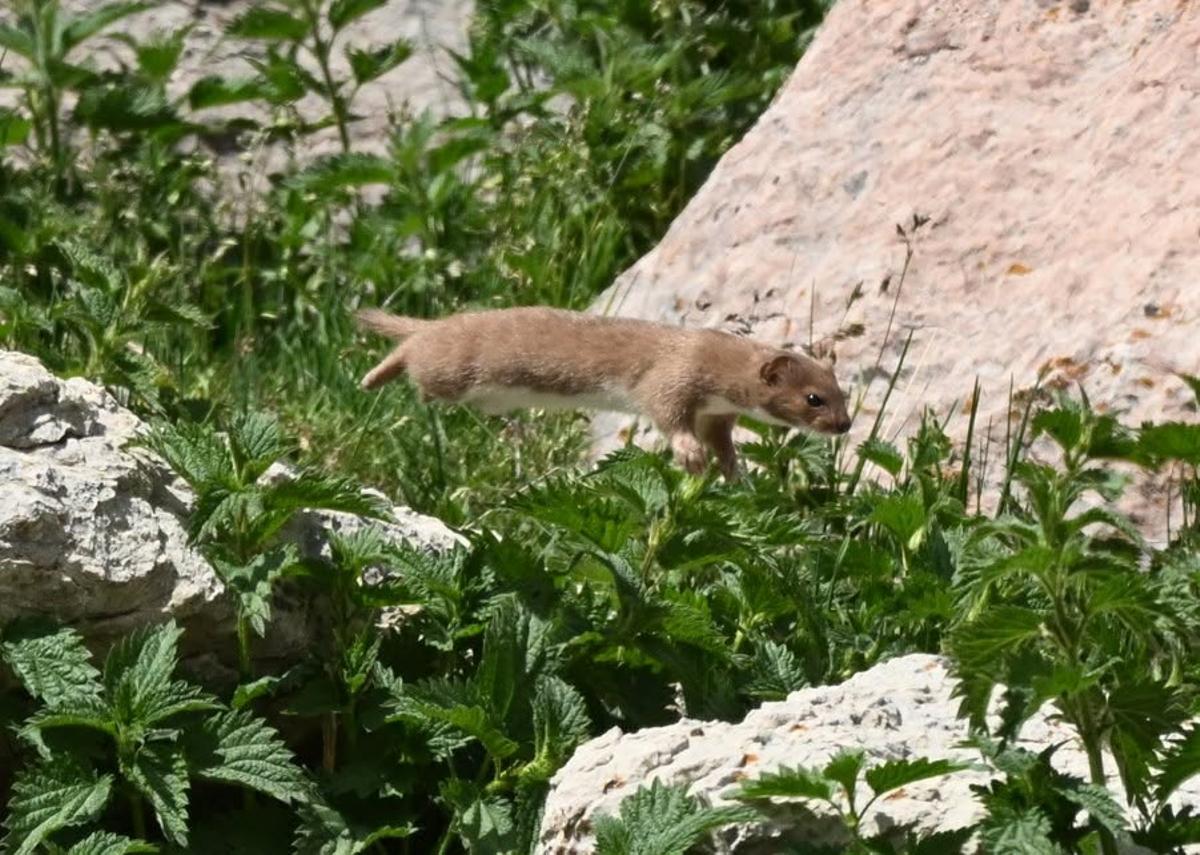 El mamifer vist entre la Cerdanya i el Berguedà