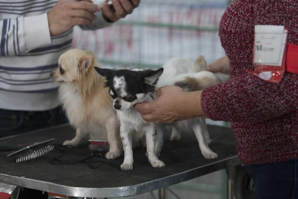 La Mascotada da brillo a Expocachorro