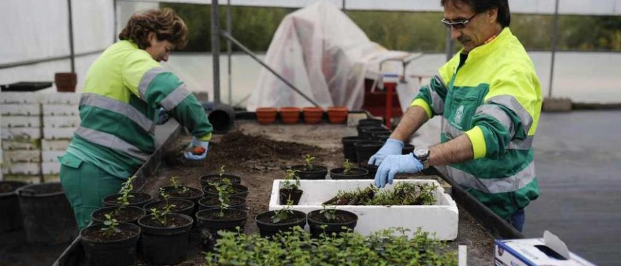 Operarios municipales en el recuperado vivero después de su estado de abandono. // Brais Lorenzo