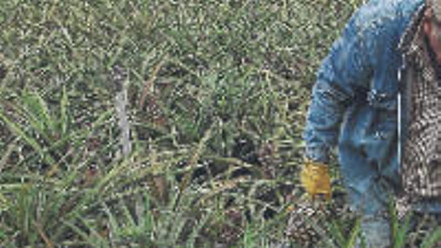 Un agricultor de El Hierro pasea por su cultivo de piña tropical.