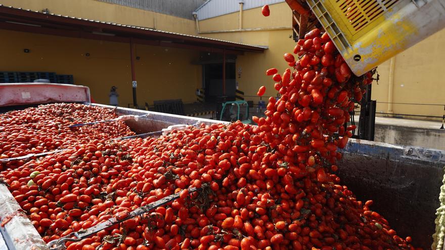 Buñol carga en Castellón las 130 toneladas de tomates para la Tomatina de este miércoles