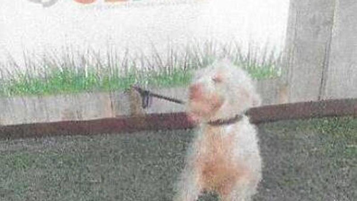 La perrita tras su desembarco de la patera.