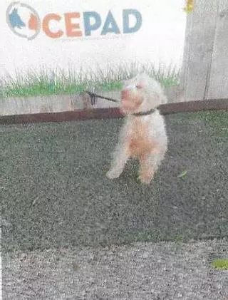 Ofrecen colaboración a Santa Eulària para evitar casos de abuso animal como el de la perrita llegada a Ibiza en patera