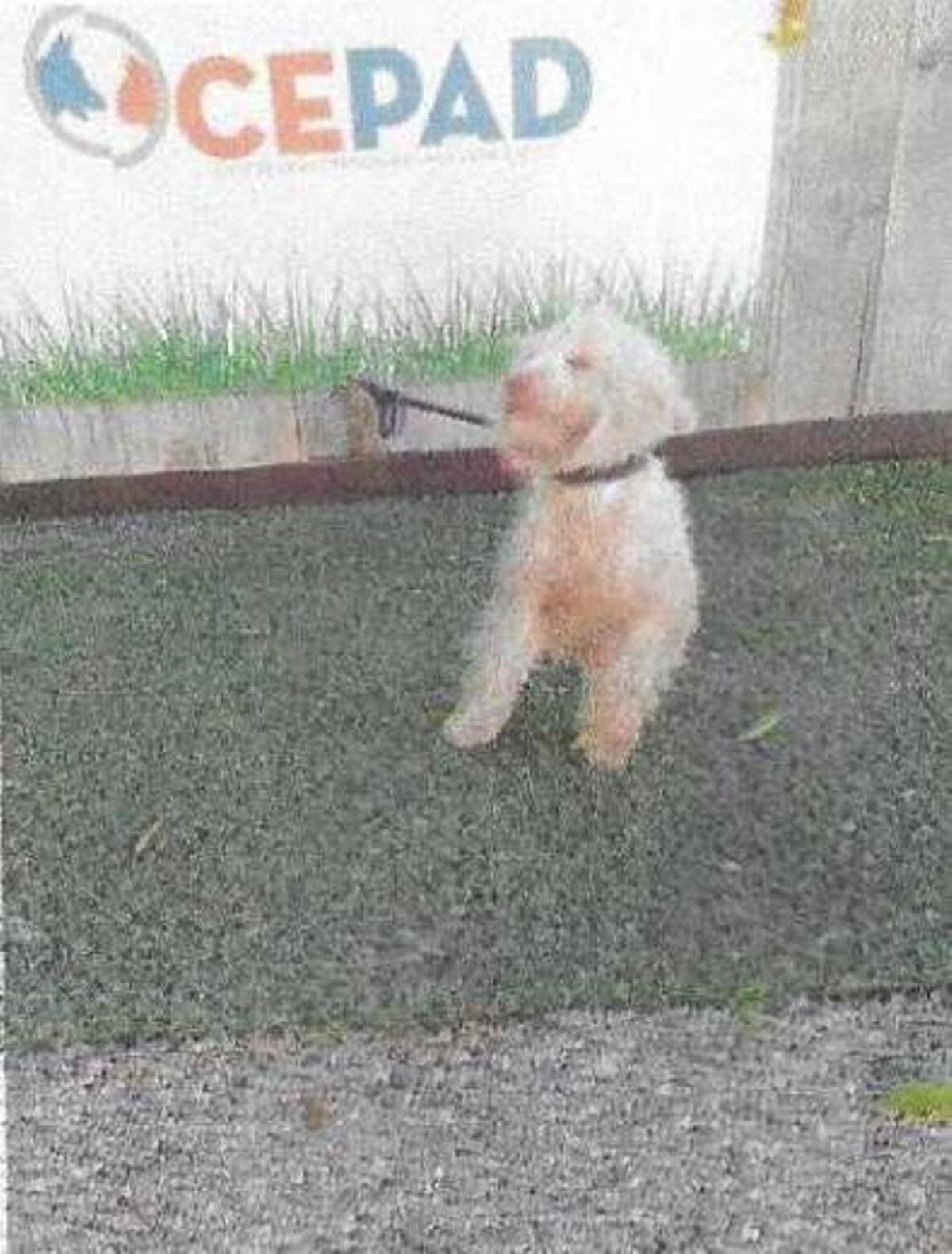 La perrita tras su desembarque de la patera