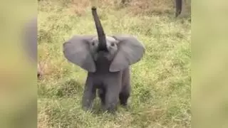Vídeo | La escena viral de un elefante bebé que intenta asustar a unos turistas de safari en Sudáfrica