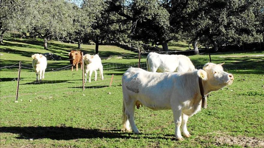 La comarca de Los Pedroches cuenta con la mayor cabaña de vacuno de Andalucía