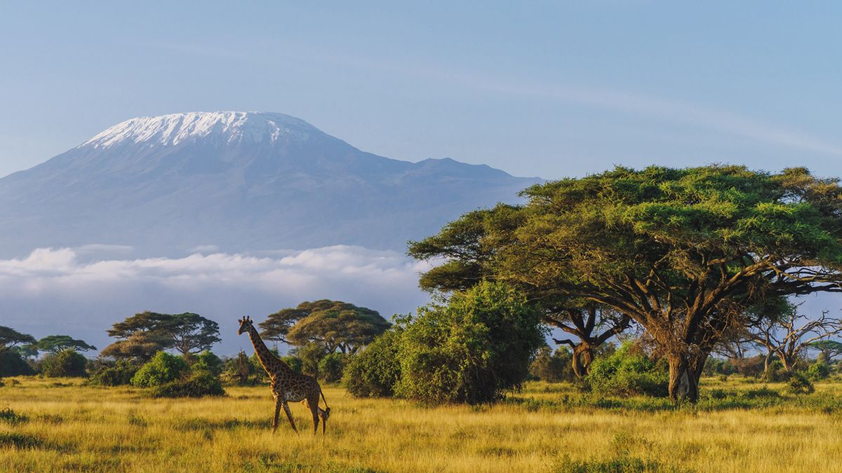 Una jirafa recorre la sabana africana con el Kilimanjaro al fondo, uno de esos paisajes que requieren planificación precisa y conocimiento del terreno.
