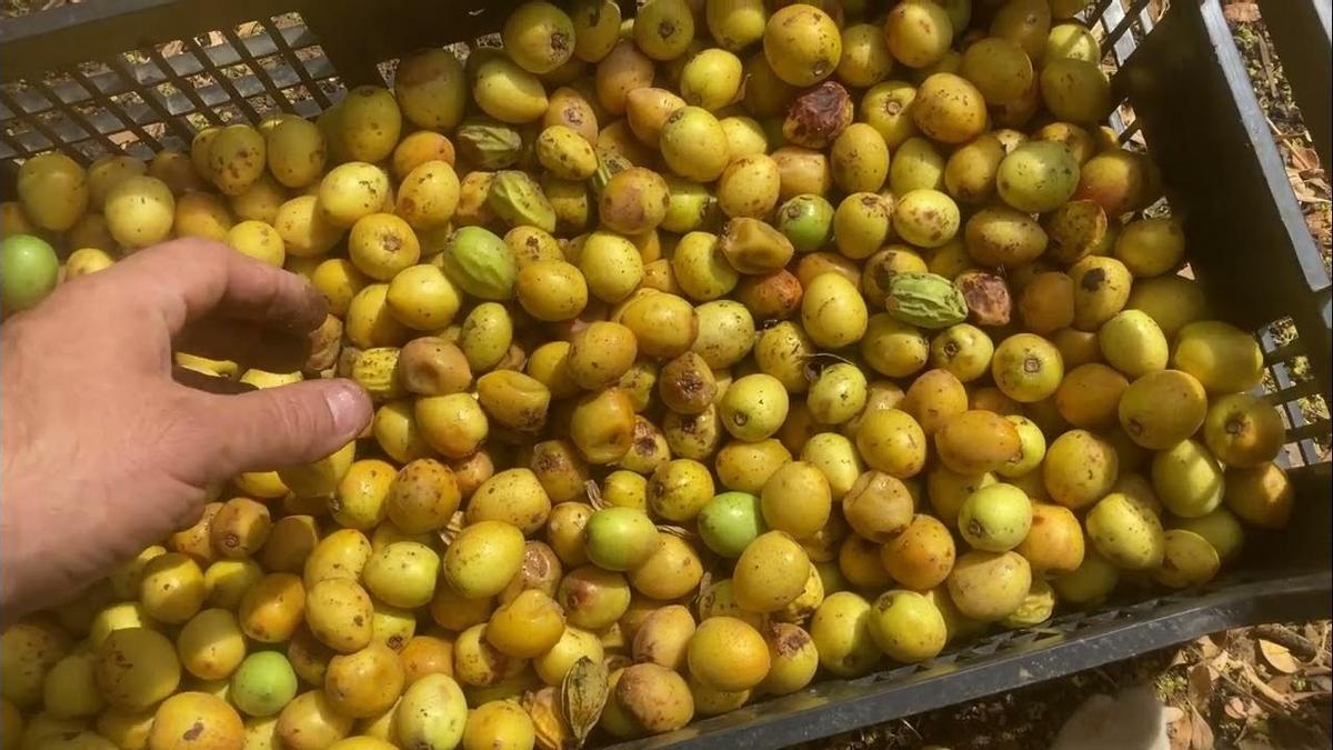 Mediterráneo  Collita dels fruits procedents d’un arbre d’argània.