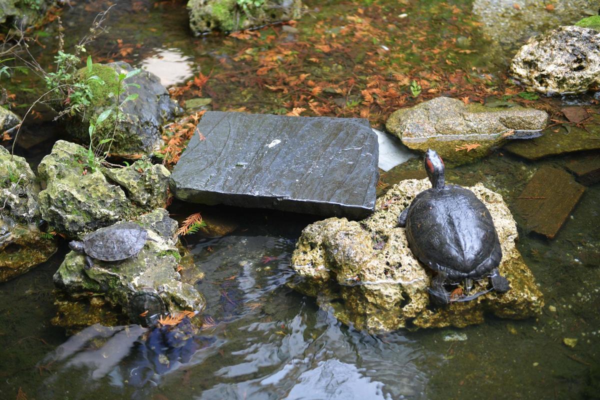 Las tortugas que conquistan A Coruña