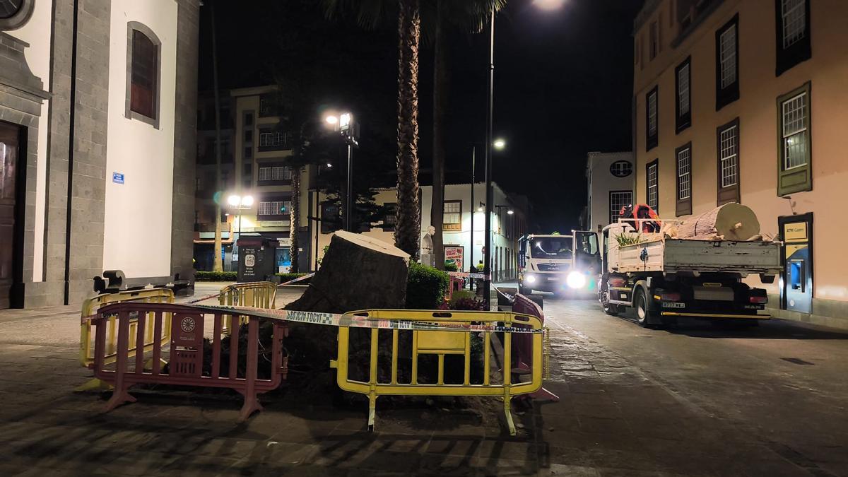 La zona donde cayó el drago monumental de la Catedral de La Laguna ha quedado despejada tras los trabajos realizados la noche del sábado al domingo.