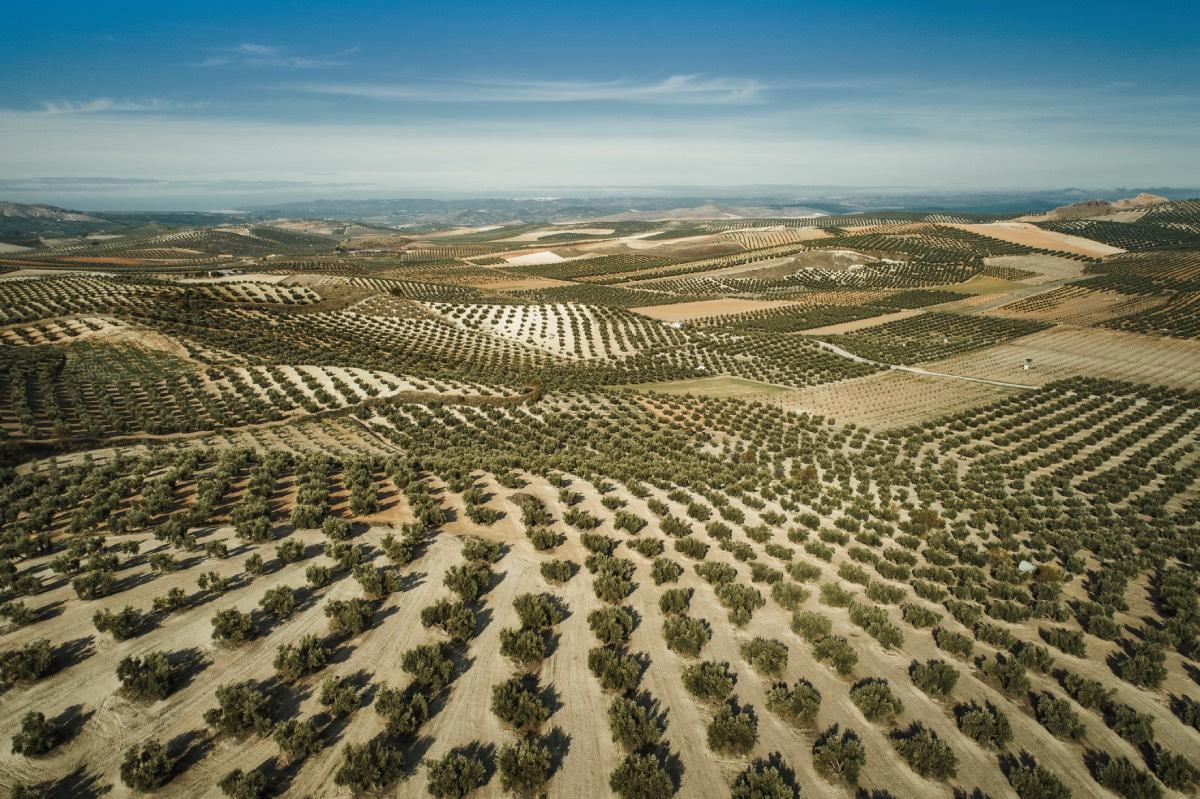 Los olivares de Jaén