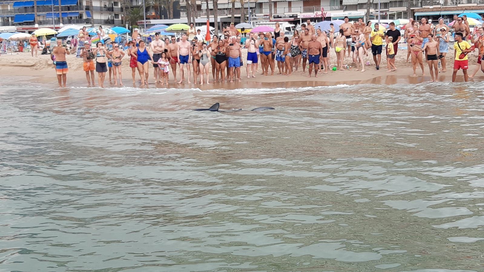 Aparece un tiburón de dos metros en Benidorm