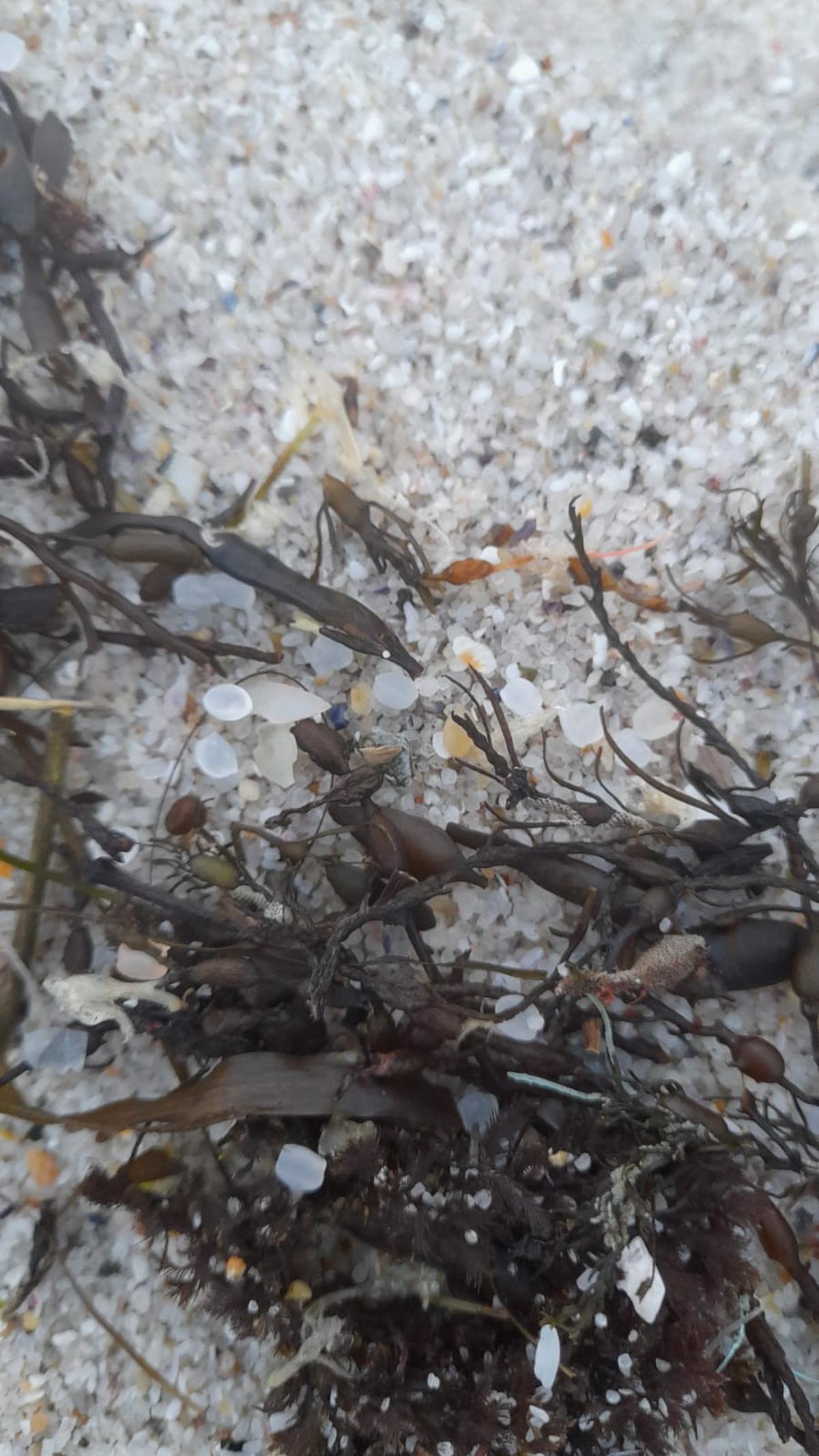 Bolitas plásticas entre algas en la playa de Area dos Cans en Ons.