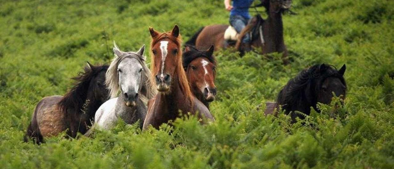 Caballos por los montes cercanos a Sabucedo. // Bernabé