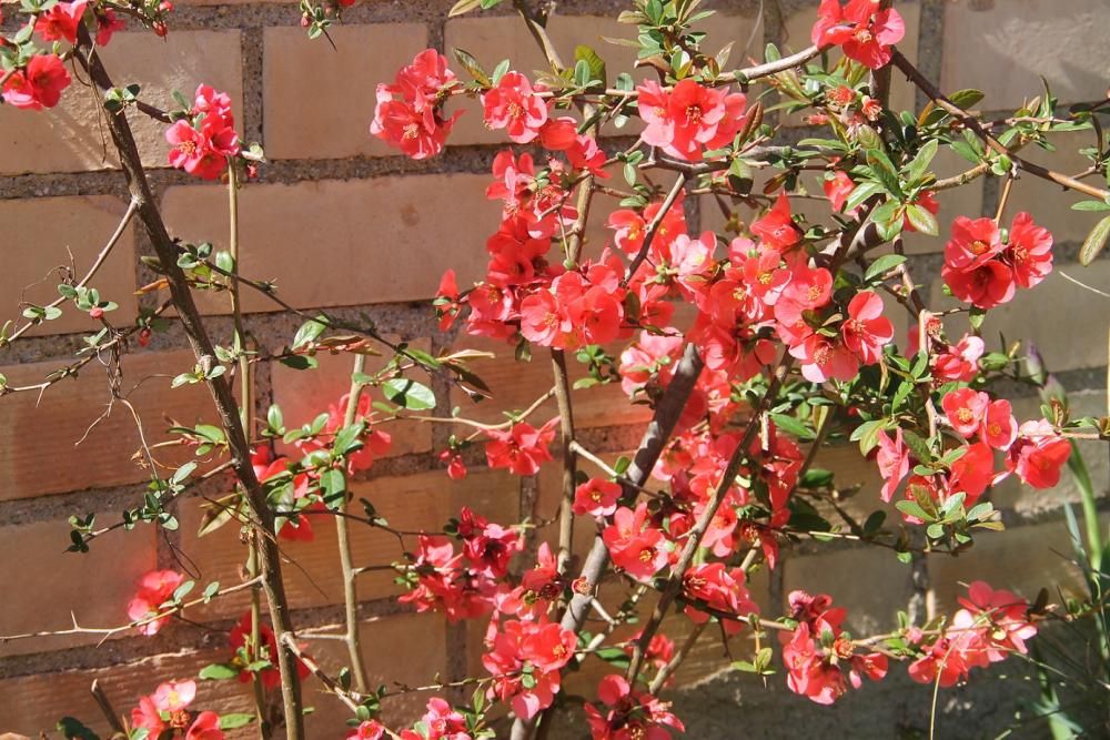 Hem encetat la primavera i les Chaenomeles ja han florit.