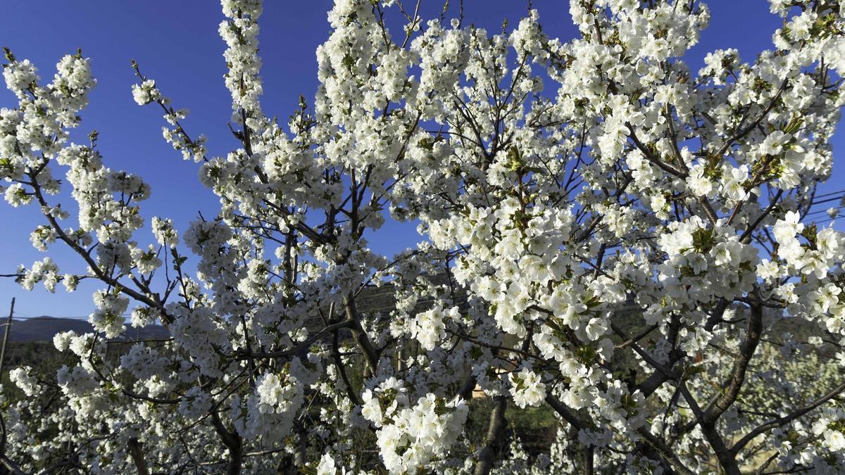 Cerezos en flor en Hervás.