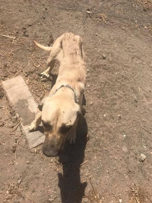 Rescatan a cuatro perros en Lanzarote