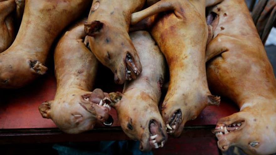 China celebra su festival de carne de perro entre extremas medidas de seguridad