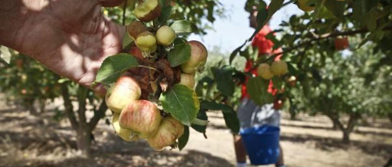 La sequía causa estragos en la cosecha de manzanas de la Sarga y la reduce un 40%