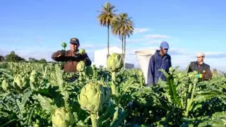 El cambio climático conduce hacia la extinción a la agricultura tradicional de la provincia