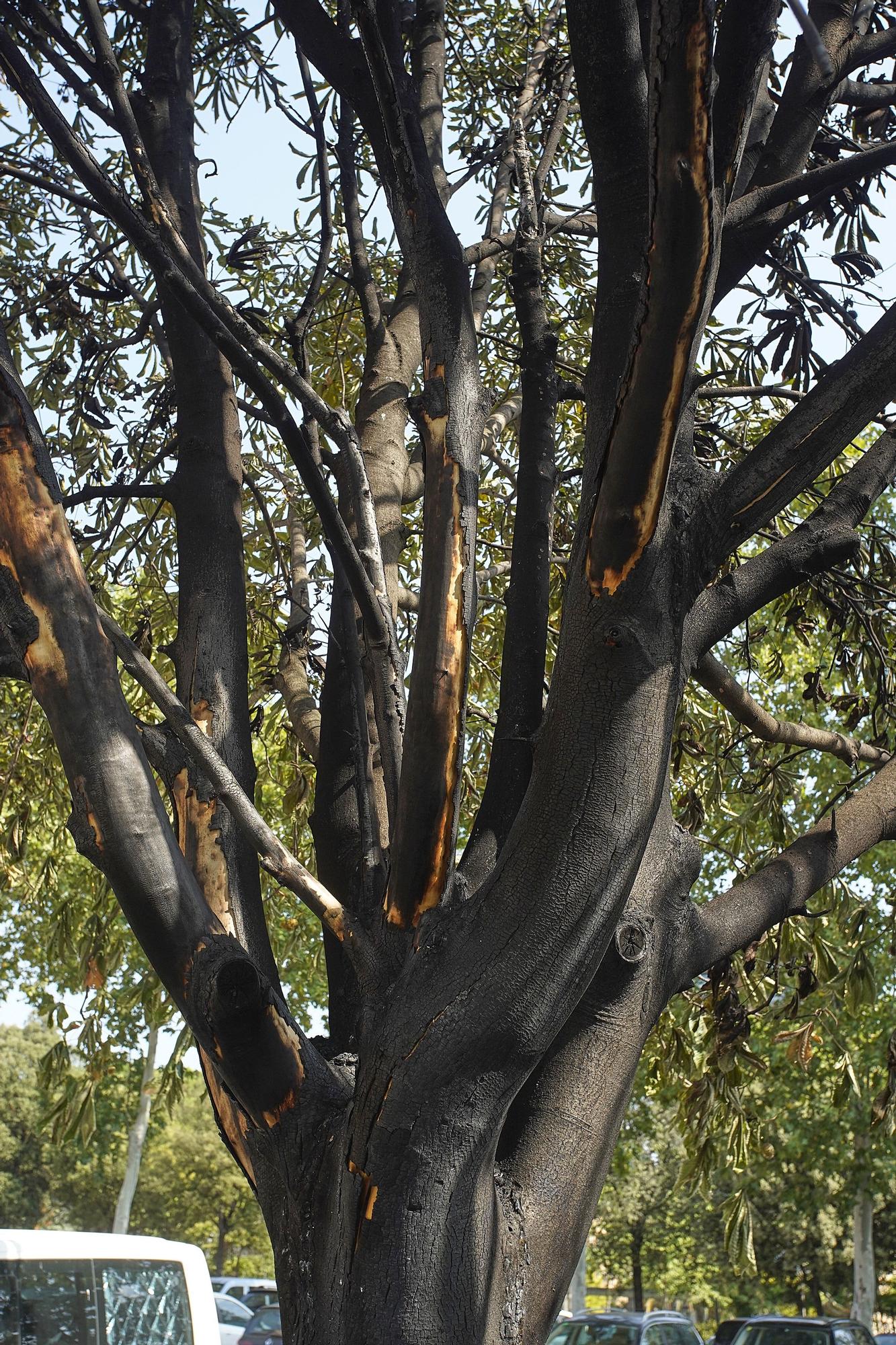 Incendi de vehicles al pàrquing del parc del Migdia