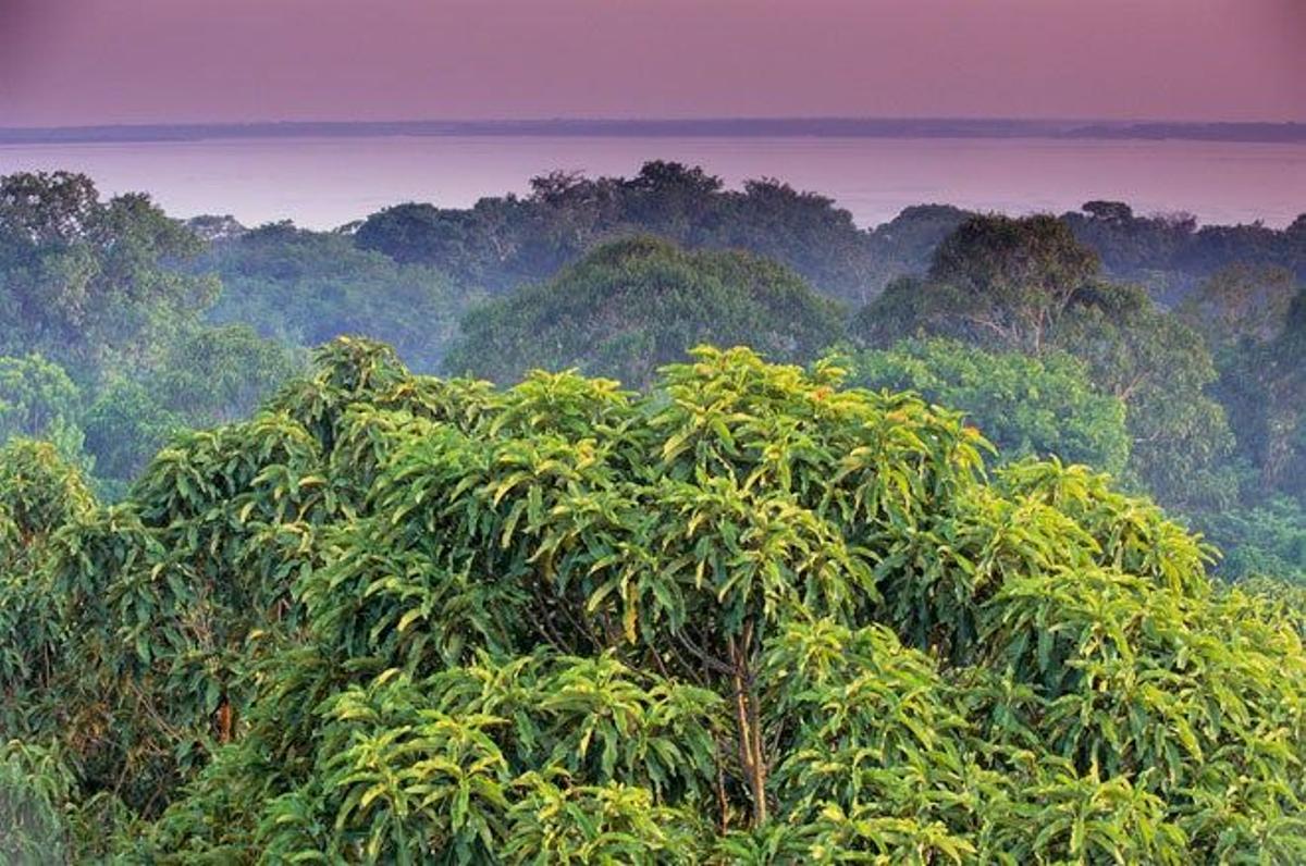 Selva Amazonas con el río al fondo en Brasil.