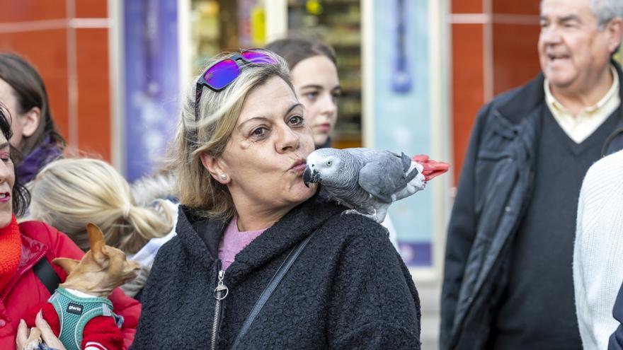 Así han recibido la bendición perros, gatos y todo tipo de fauna doméstica el día de San Antón 2024 en Torrevieja