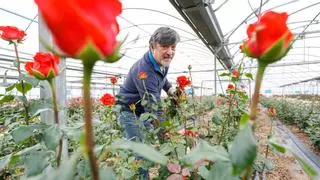 El último productor de rosas de Sant Jordi catalanas