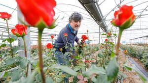 Joaquim Pons, el último productor de rosas de Sant Jordi catalanas