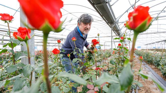 El último productor de rosas de Sant Jordi catalanas