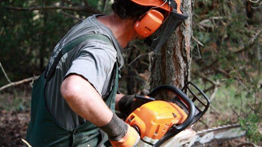Un operari talla fusta en un bosc de l&#039;Alt Urgell.