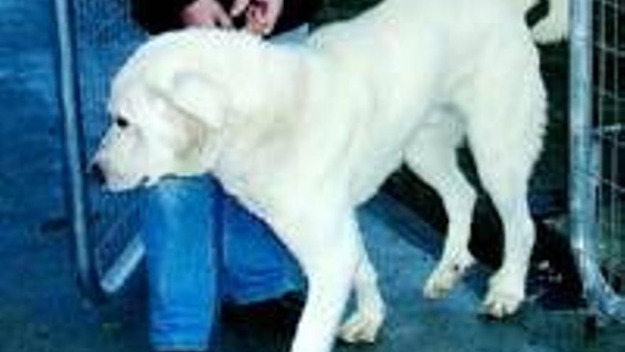 Un perro mastín hierea un niño de 8 años