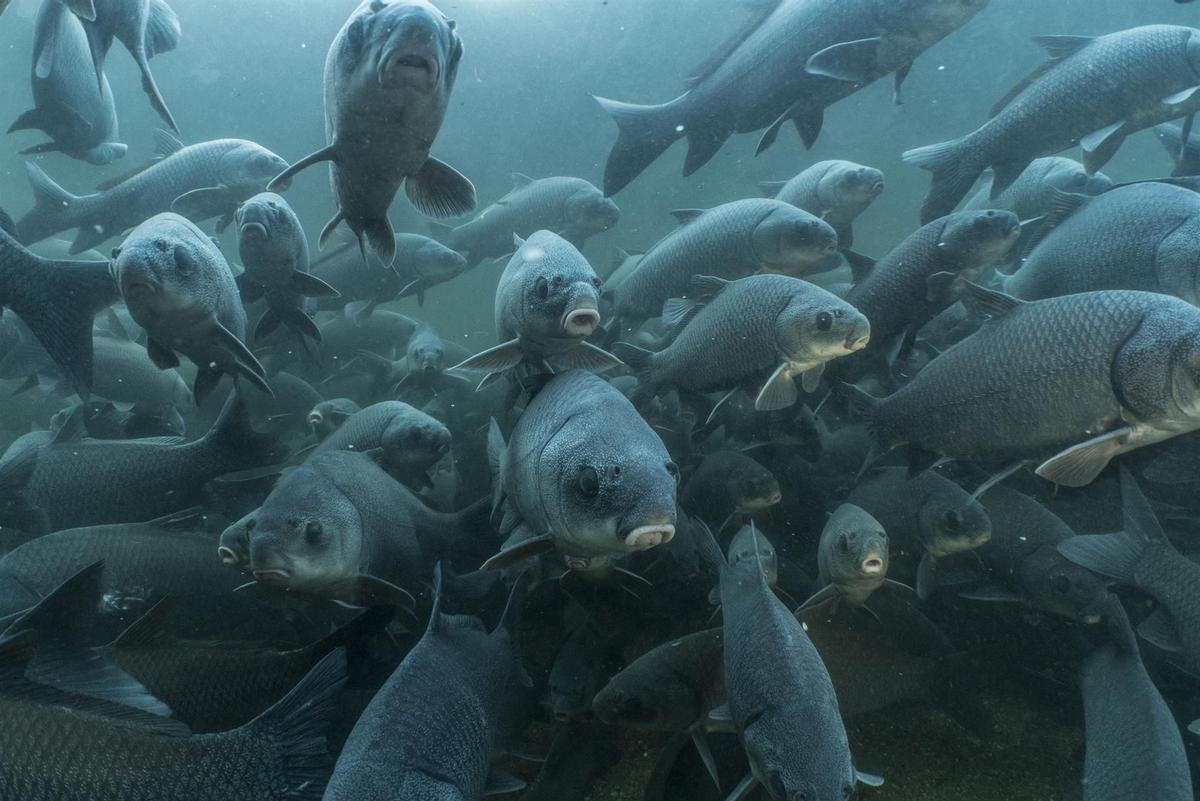 Peces nadando en el interior de un río