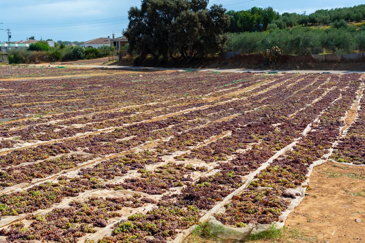 Secado de vino dulce bajo el sol en la región vinícola de Montilla-Moriles