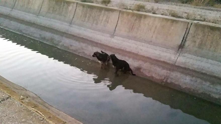 Los cachorros atrapados en el canal de riego.