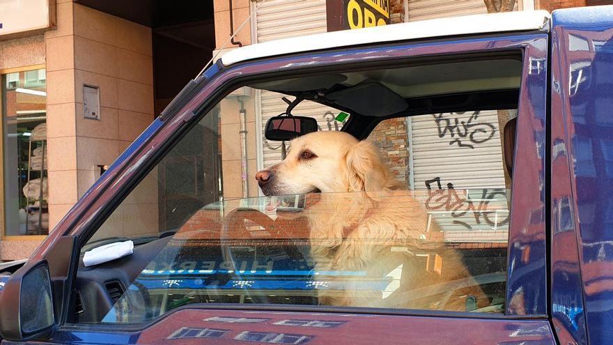 Multa de 500 euros y la pérdida de 6 puntos de carné por transportar mal a tu mascota en el vehículo: la Guardia Civil vigila a los conductores gallegos