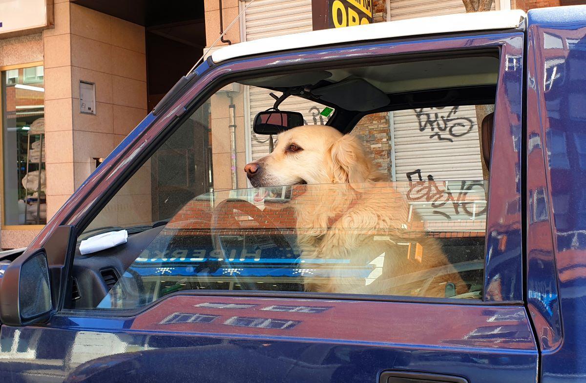 La DGT recuerda los errores más comunes al viajar con animales.